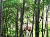 Passerelle pour atteindre la cabane