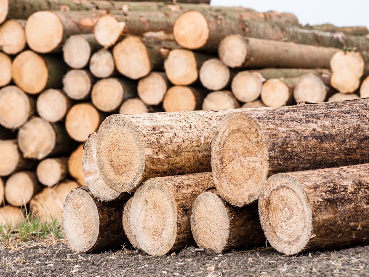 Une stratégie régionale pour la filière de la forêt et du bois