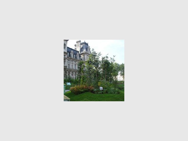 Un petit coin de verdure au pied de la mairie de Paris