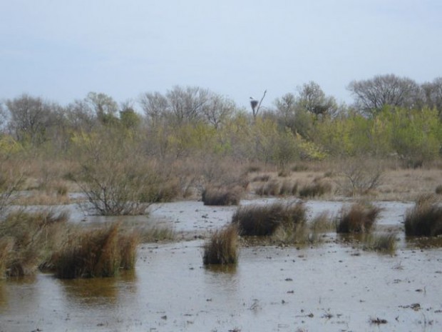 Marais vigueirat