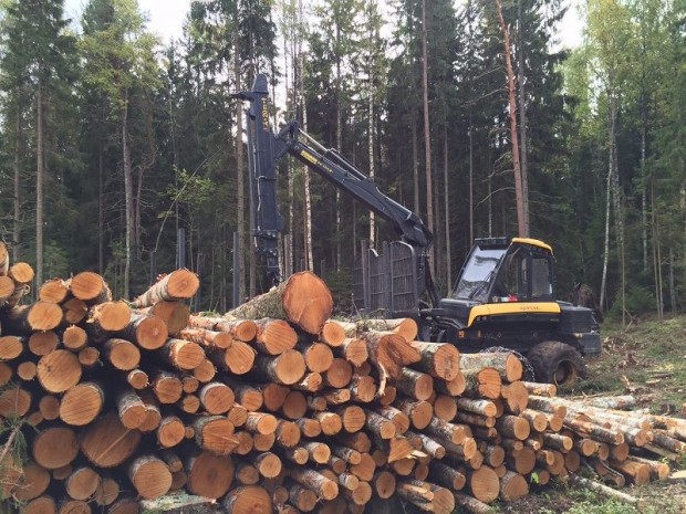 Investir dans les bois et forêts : une hausse nette des prix en